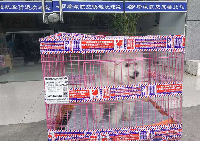 成都寵物泰迪犬航空托運