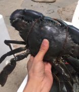 螃蟹空運，鮮活空運6小時極速達