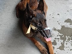 馬犬航空托運的打包過程分享