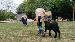 【成都麓客島——動物專車運輸】